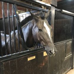 Old Guard: Army Horse at the Caisson Barn on the United States Army Tour